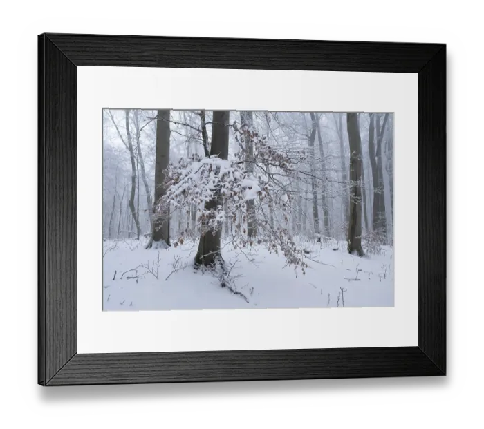 Framed Print : Snow-covered deciduous forest in the fog