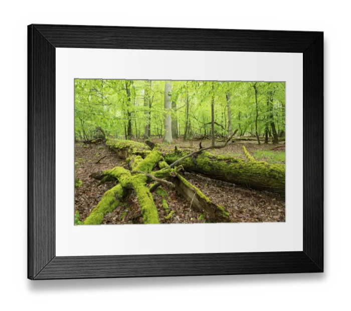 Framed Print : Near-natural deciduous forest, moss-covered deadwood