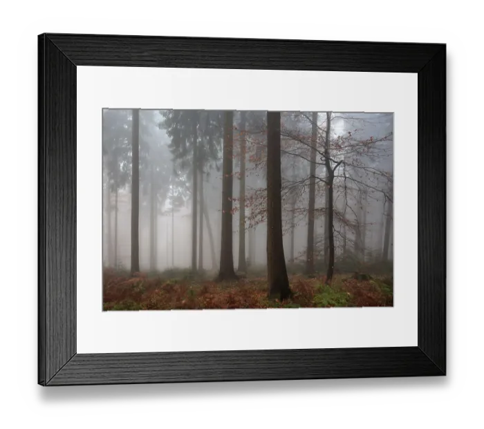 Framed Print : Trees in the forest in the fog Framed Print : Trees in the forest in the fog
