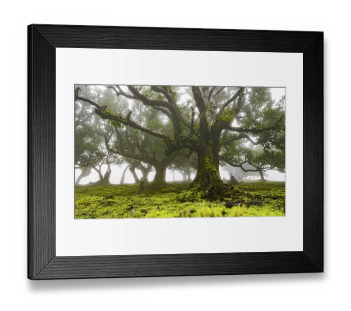 Framed Print : Laurel trees overgrown with moss and plants in the mist Framed Print : Laurel trees overgrown with moss and plants in the mist