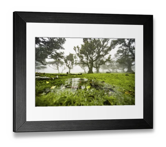 Framed Print : Laurel trees overgrown with moss and plants in the mist