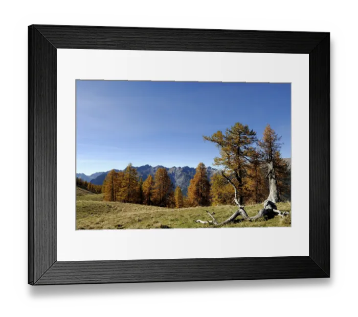 Framed Print : Old Larch trees (Larix) with alpine mountain range in background