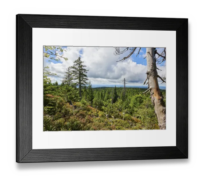 Framed Print : Vegetation with Norway spruce (Picea abies) and colored European blueberry (Vaccinium myrtillus)