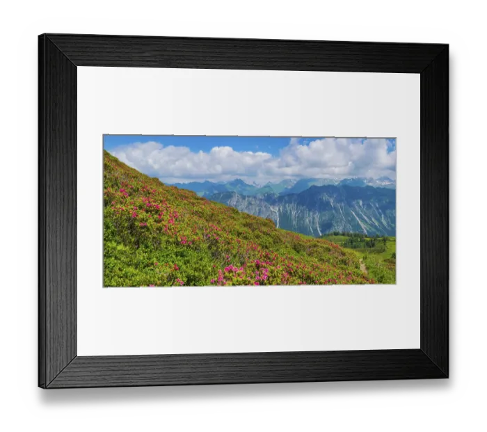 Framed Print : Alpine rose blossom, panorama from Fellhorn