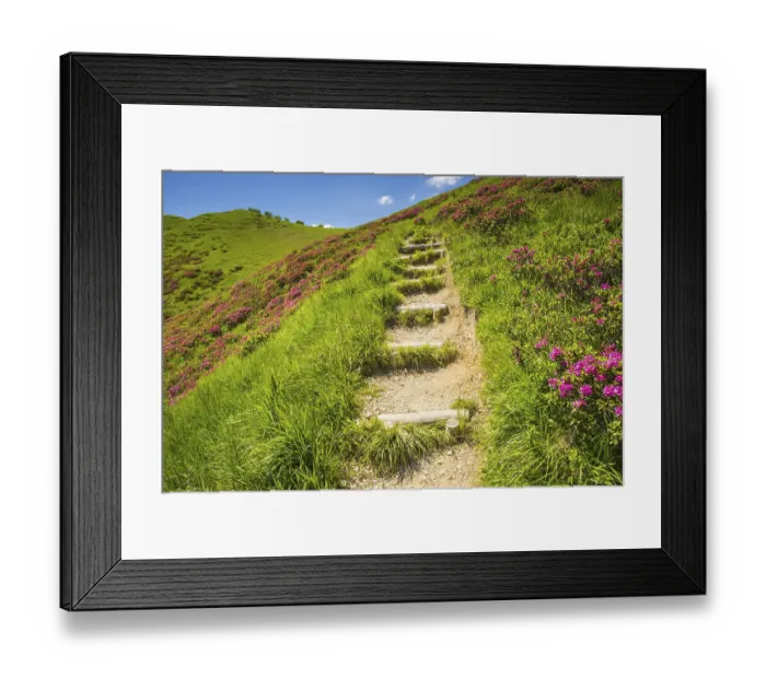 Framed Print : Hiking trail through blooming alpine roses (rhododendron)