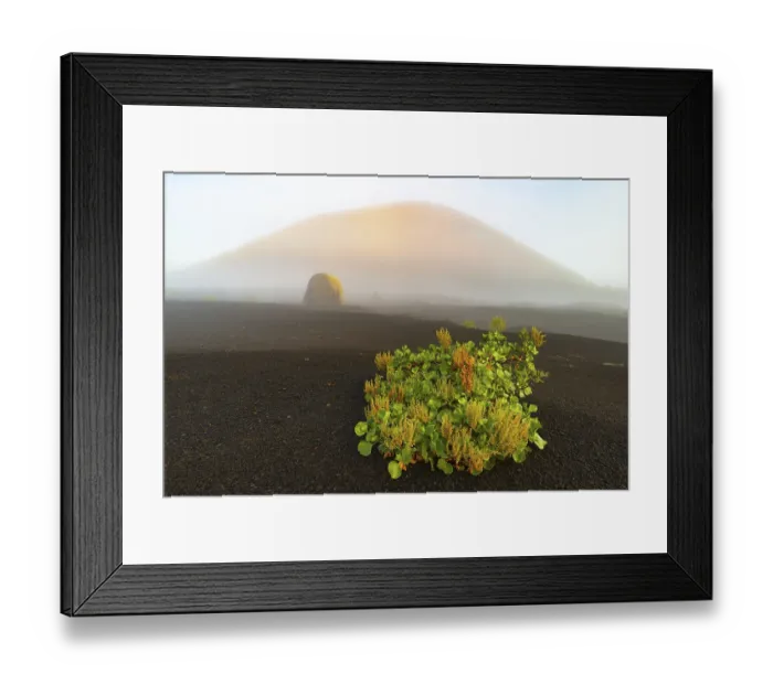 Framed Print : Canary Island dock (Rumex lunaria) and lava bomb in front of the Caldera Colorada Framed Print : Canary Island dock (Rumex lunaria) and lava bomb in front of the Caldera Colorada