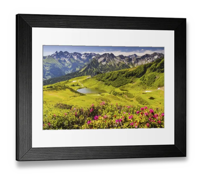 Framed Print : Alpine rose blossom