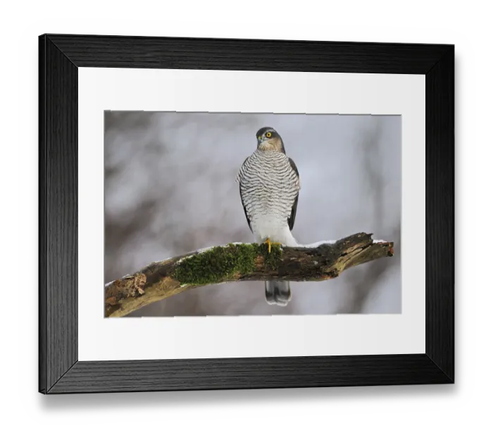 Framed Print : Eurasian Sparrowhawk (Accipiter nisus) female perched on a snowy branch