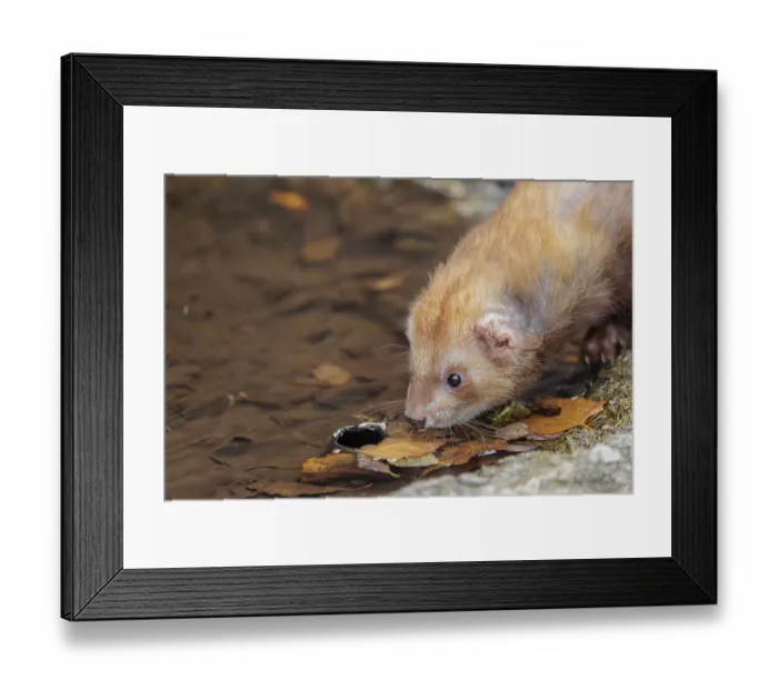 Framed Print : A female ferret (Mustela putorius furo) drinking from a little pond in a garden Framed Print : A female ferret (Mustela putorius furo) drinking from a little pond in a garden