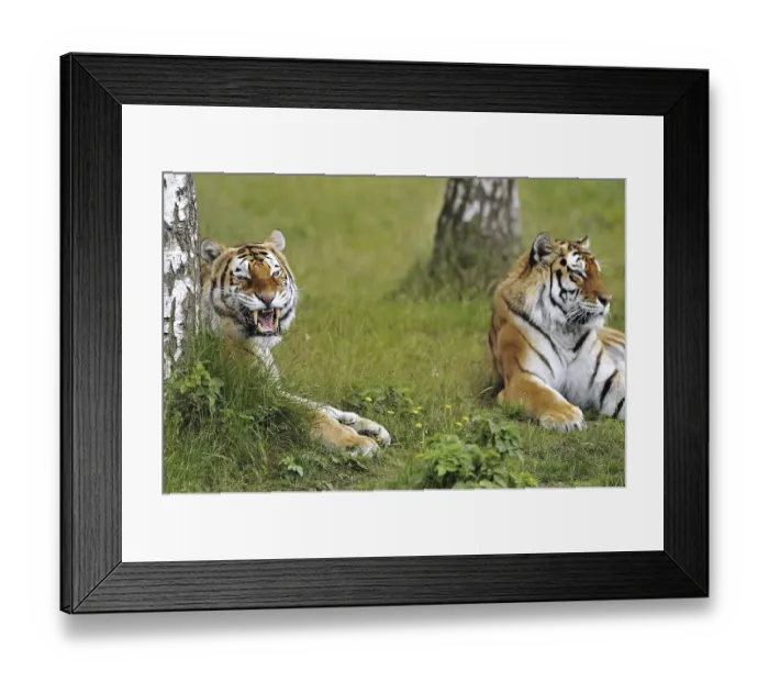 Framed Print : Two Siberian tigers (Panthera tigris altaica)