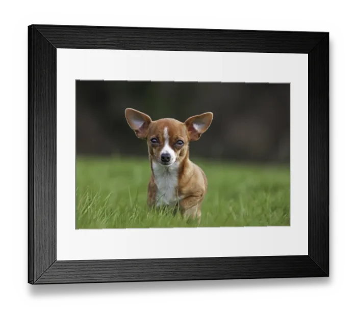 Framed Print : Short-haired tan Chihuahua in garden