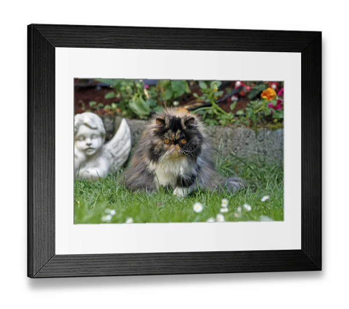 Framed Print : Persian cat, long-haired cat Framed Print : Persian cat, long-haired cat