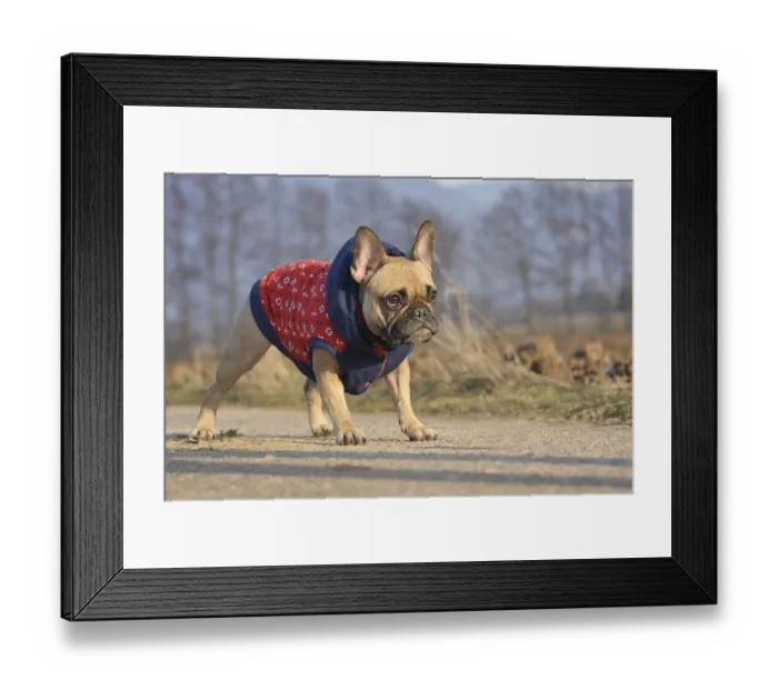 Framed Print : Cute small French Bulldog wearing a blue warm coat in cold late autumn weather Framed Print : Cute small French Bulldog wearing a blue warm coat in cold late autumn weather