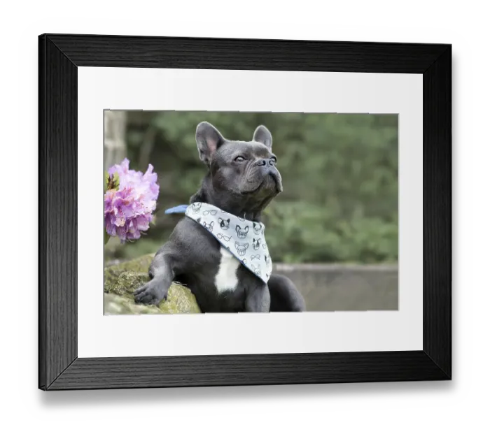 Framed Print : Black French Bulldog dog with lhelathy ong nose and wide nostrils Framed Print : Black French Bulldog dog with lhelathy ong nose and wide nostrils