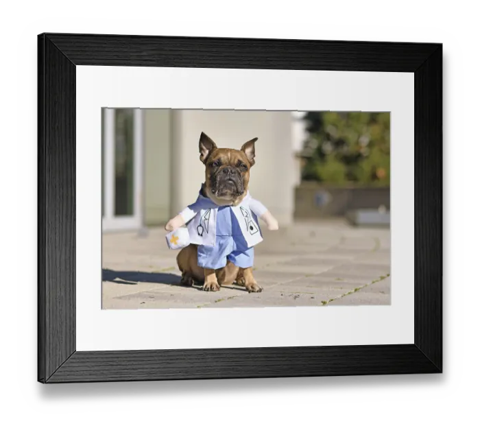 Framed Print : Cute French Bulldog dog dressed up with funny doctor lab coat costume with stethoscope Framed Print : Cute French Bulldog dog dressed up with funny doctor lab coat costume with stethoscope