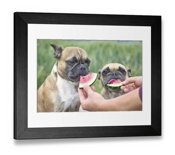 Framed Print : French Bulldog dogs being fed slices of fresh raw slices of watermelon fruit