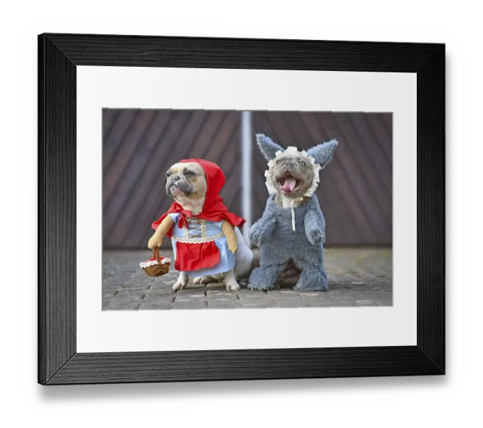 Framed Print : Red pied French Bulldog dressed up as fairytale character Little Red Riding Hood Framed Print : Red pied French Bulldog dressed up as fairytale character Little Red Riding Hood