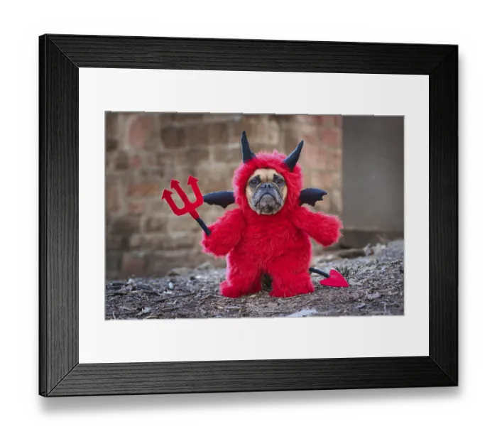 Framed Print : French Bulldog dog with red Halloween devil costume wearing a fluffy full body suit with fake arms holding pitchfork Framed Print : French Bulldog dog with red Halloween devil costume wearing a fluffy full body suit with fake arms holding pitchfork