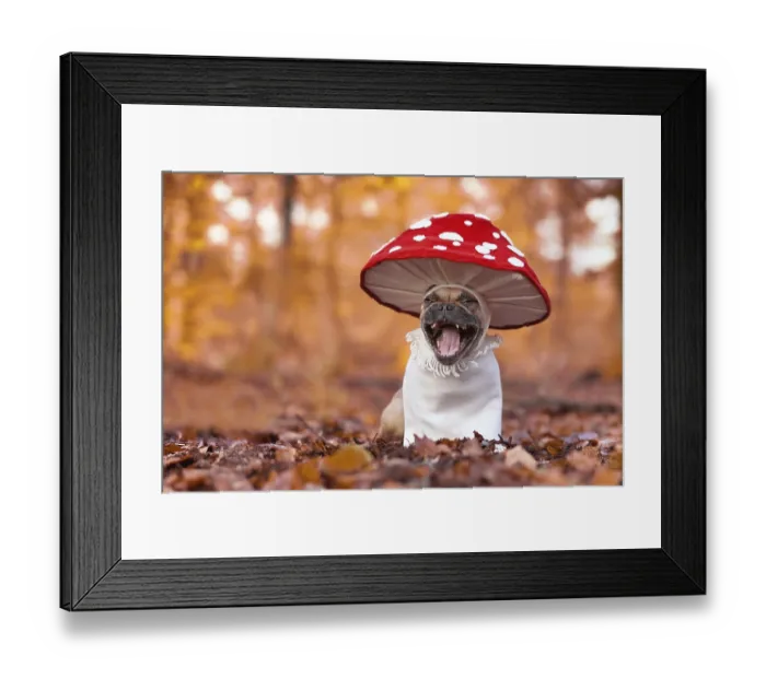 Framed Print : Laughing French Bulldog dog in funny unique fly agaric mushroom costume standing in orange autumn forest with copy Framed Print : Laughing French Bulldog dog in funny unique fly agaric mushroom costume standing in orange autumn forest with copy