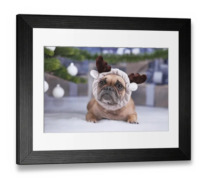 Framed Print : Cute French Bulldog dog wearing reindeer antler headband lying down on white blanket in front of Christmas tree with Framed Print : Cute French Bulldog dog wearing reindeer antler headband lying down on white blanket in front of Christmas tree with