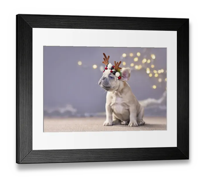 Framed Print : Festive French Bulldog dog puppy wearing a seasonal Christmas reindeer antler headband with autumn berries sitting Framed Print : Festive French Bulldog dog puppy wearing a seasonal Christmas reindeer antler headband with autumn berries sitting
