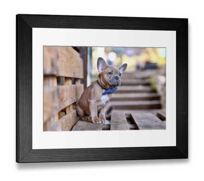 Framed Print : Young blue red fawn French Bulldog dog wearing a blue bow tie Framed Print : Young blue red fawn French Bulldog dog wearing a blue bow tie