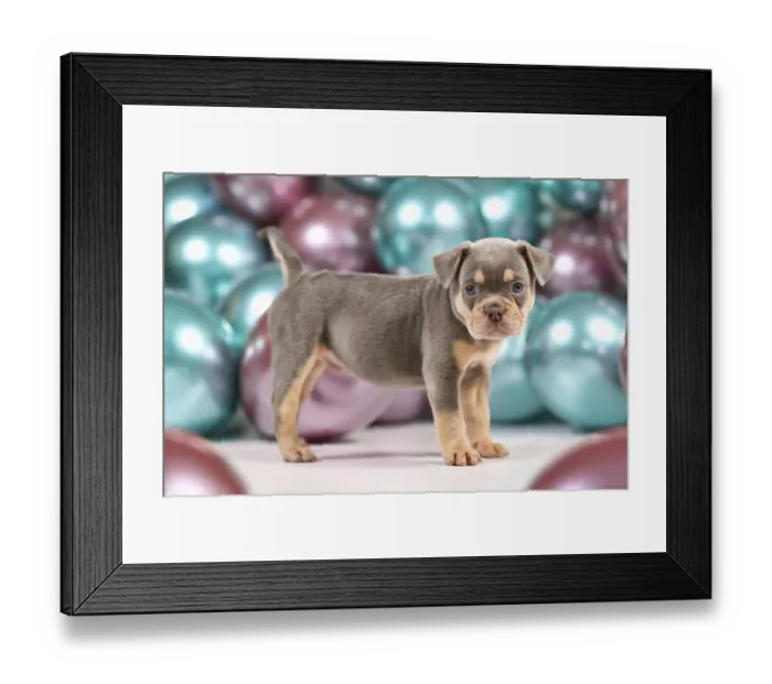 Framed Print : Six weeks old healthy lilac orange tan French Bulldog dog puppy with tail standing in front of colorful balloons Framed Print : Six weeks old healthy lilac orange tan French Bulldog dog puppy with tail standing in front of colorful balloons