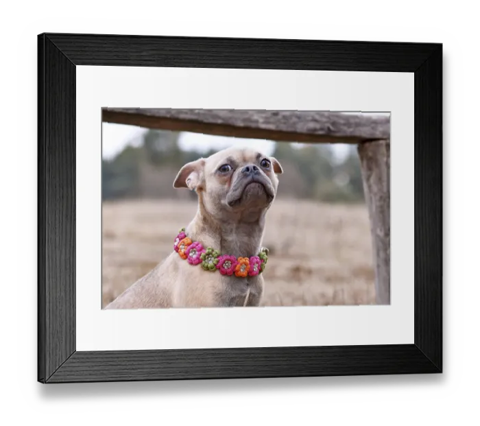 Framed Print : Unhappy looking French Bulldog dog x pug mix with paracord flower collar