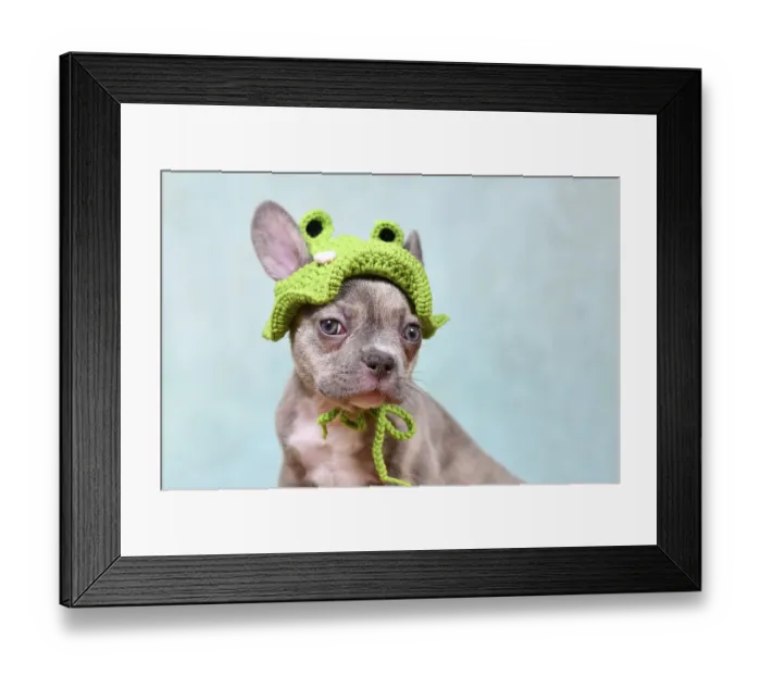 Framed Print : Cute young Lilac Brindle French Bulldog dog puppy with knitted frog hat Framed Print : Cute young Lilac Brindle French Bulldog dog puppy with knitted frog hat