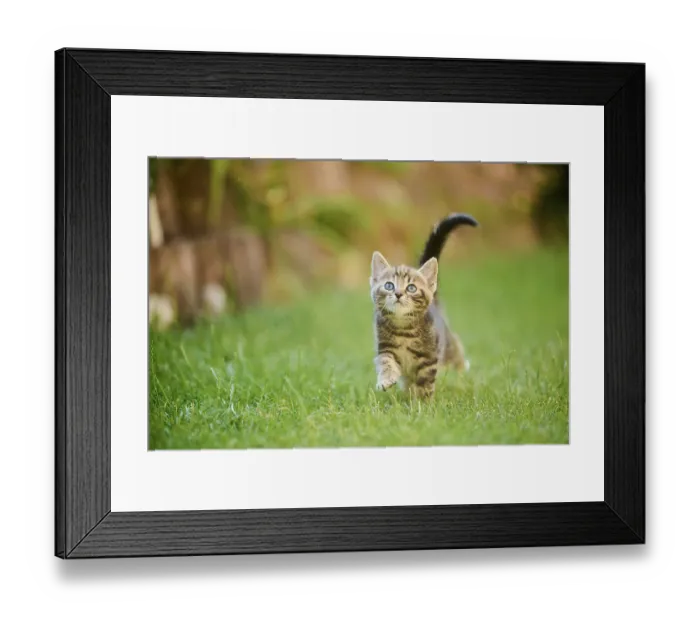 Framed Print : Bengal cat, domestic cat, kitten walking on a meadow Framed Print : Bengal cat, domestic cat, kitten walking on a meadow