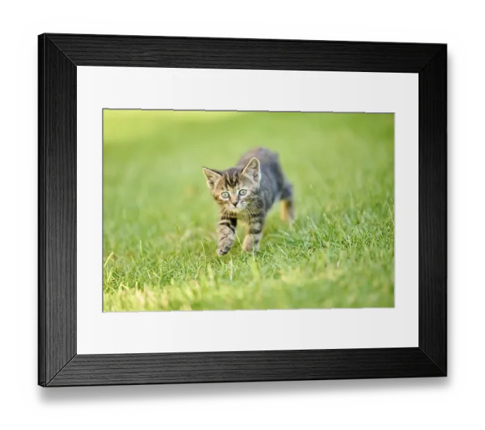 Framed Print : Bengal cat, domestic cat, kitten walking on a meadow Framed Print : Bengal cat, domestic cat, kitten walking on a meadow