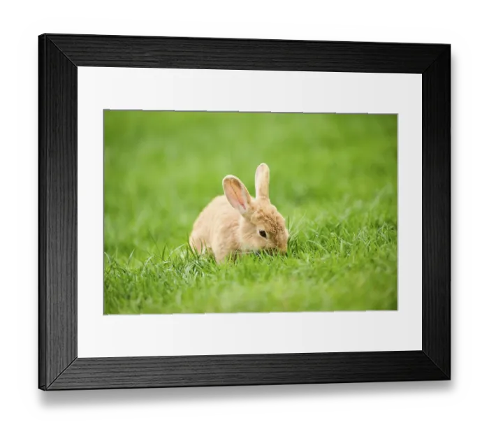 Framed Print : Domesticated rabbit (Oryctolagus cuniculus forma domestica) sitting on a meadow Framed Print : Domesticated rabbit (Oryctolagus cuniculus forma domestica) sitting on a meadow