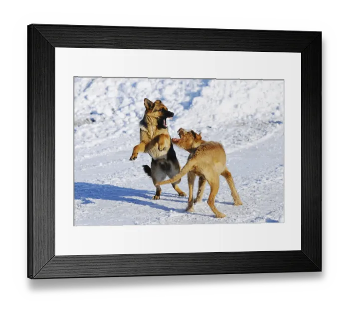 Framed Print : Two dogs romp full of energy in the snowy terrain with open mouths and lively expressions