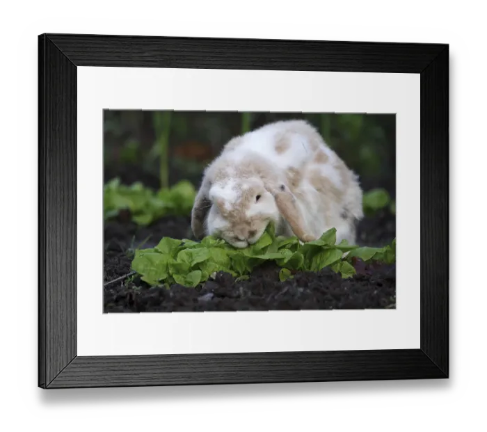 Framed Print : Domestic rabbit (Oryctolagus cuniculus forma domestica) Framed Print : Domestic rabbit (Oryctolagus cuniculus forma domestica)