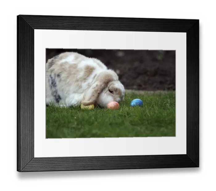 Framed Print : Rabbit (Oryctolagus cuniculus domestica) Framed Print : Rabbit (Oryctolagus cuniculus domestica)