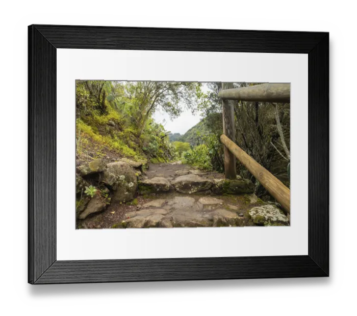 Framed Print : Beautiful walking path in the Laurisilva forest of Los tilos de Moya