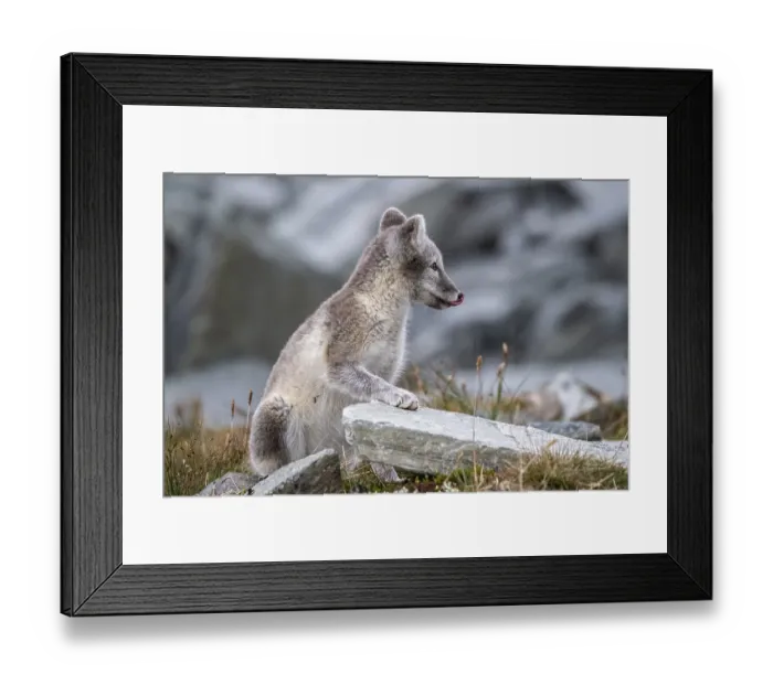 Framed Print : Arctic fox (Vulpes lagopus), Dovrefjell-Sunndalsfjella National Park