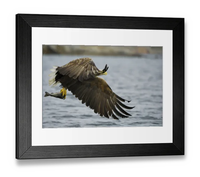 Framed Print : White-tailed eagle (Haliaeetus albicilla) hunting in midair Framed Print : White-tailed eagle (Haliaeetus albicilla) hunting in midair