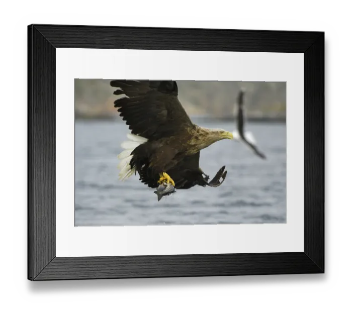 Framed Print : White-tailed eagle (Haliaeetus albicilla) hunting in midair