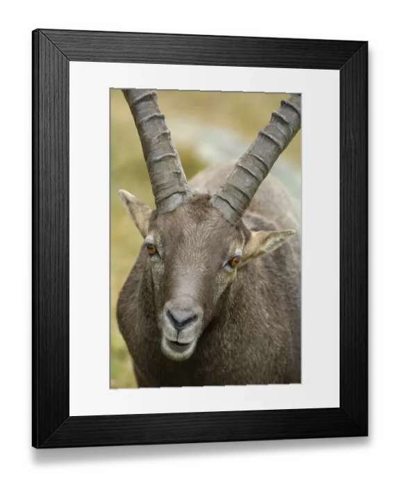Framed Print : Alpine ibex (Capra ibex)