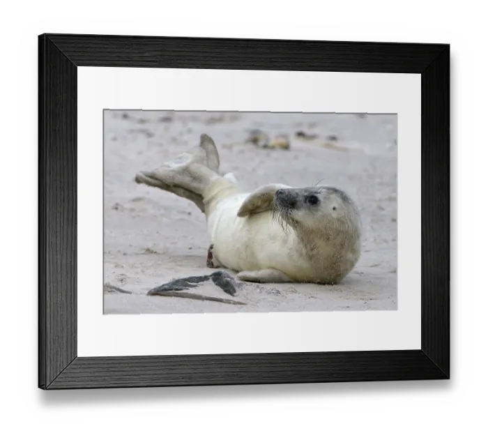 Framed Print : Grey Seal (Halichoerus grypus), young playing Framed Print : Grey Seal (Halichoerus grypus), young playing