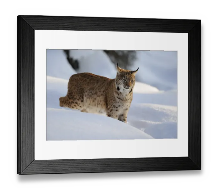 Framed Print : Eurasian lynx (Lynx lynx), in deep snow at dusk Framed Print : Eurasian lynx (Lynx lynx), in deep snow at dusk