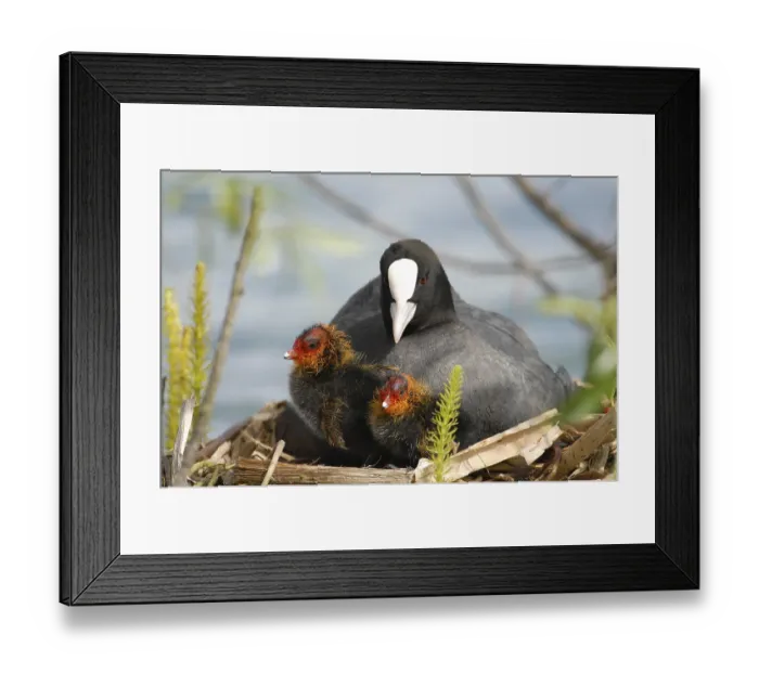 Framed Print : Eurasian Coot (Fulica atra) sitting with two chicks in a nest Framed Print : Eurasian Coot (Fulica atra) sitting with two chicks in a nest