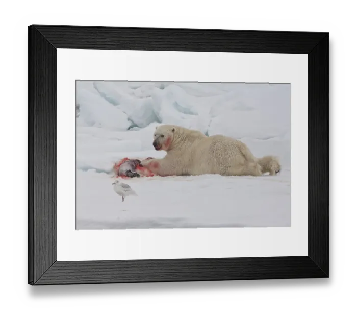 Framed Print : Male polar bear (Ursus maritimus) with a seal prey