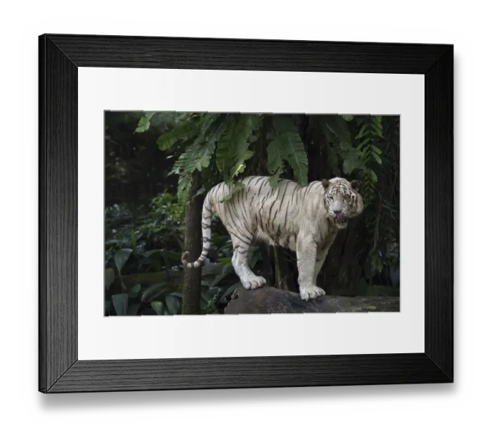 Framed Print : White Bengal Tiger (Panthera tigris tigris)