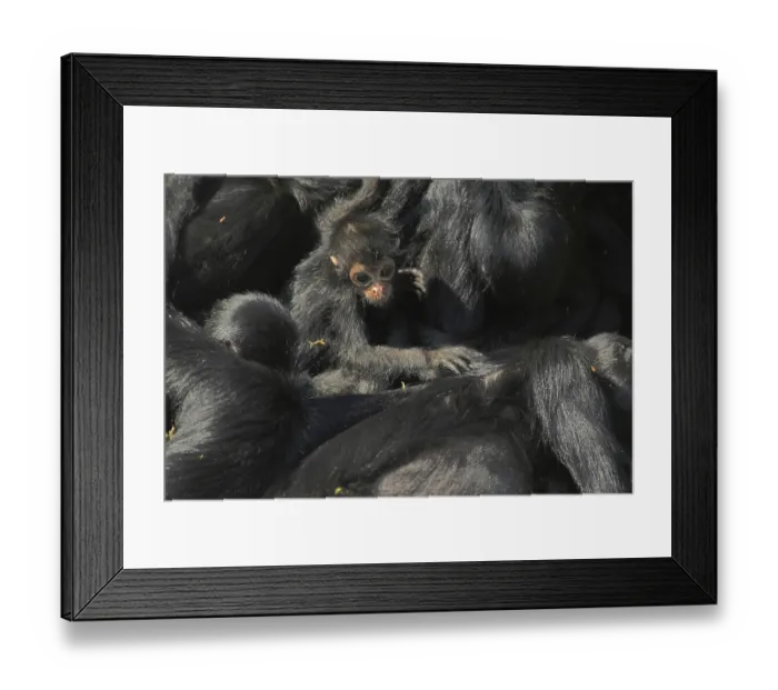 Framed Print : Columbia colombian spider monkeys (Ateles fusciceps robustus)