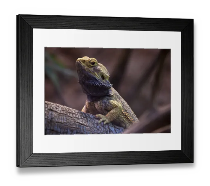 Framed Print : Central bearded dragon (Pogona vitticeps)