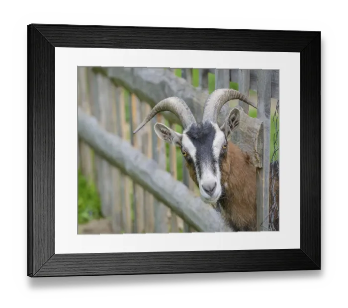 Framed Print : Goat looking through a wooden fence