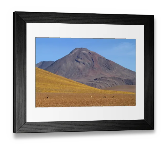 Framed Print : Vicunias (Vicugna vicugna) (Llama vicugna)