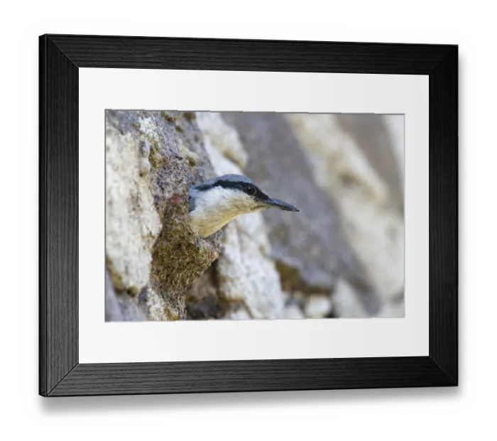 Framed Print : Western Rock Nuthatch (Sitta neumayer)